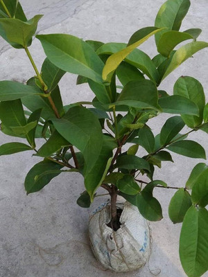 Cloud Farm Java Plum Plant, Jamun Plant(Hybrid, Pack of 1)