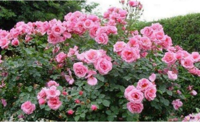 Blue Universe Rose Plant(Pack of 1)