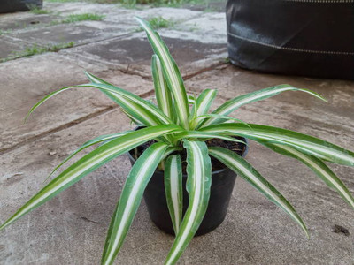 Manjunursery Song Of India Plant(Pack of 1)