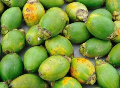 Agacha Betel Nut/Supari Plant(Hybrid, Pack of 1)