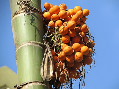 GLOBQRO Betel Nut/Supari Plant(Hybrid, Pack of 1)