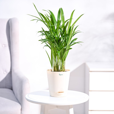 UGAOO Areca Plam(Hybrid, Pack of 1)