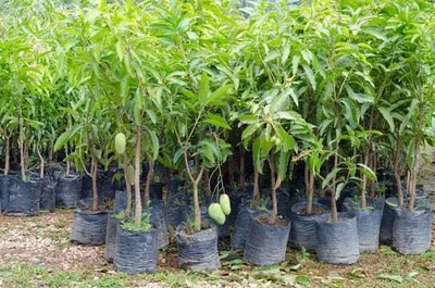 Cloud Farm Mango Plant(Hybrid, Pack of 1)