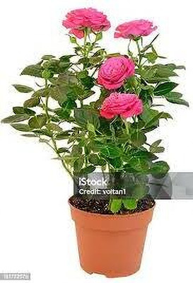 BREEZY BLOOMS Rose Plant(Hybrid, Pack of 1)