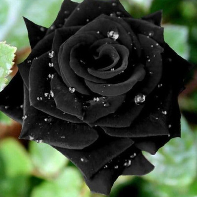 Guruji Rose Plant(Hybrid, Pack of 1)