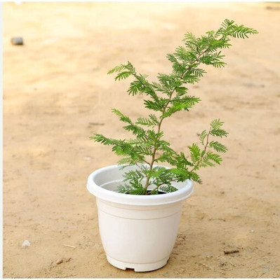 OIHOLO Shami/Jand Plant(Hybrid, Pack of 1)