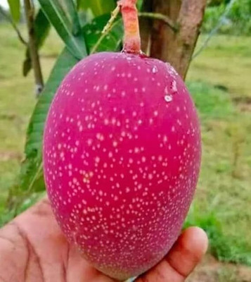 Cloud Farm Mango Plant(Hybrid, Pack of 1)