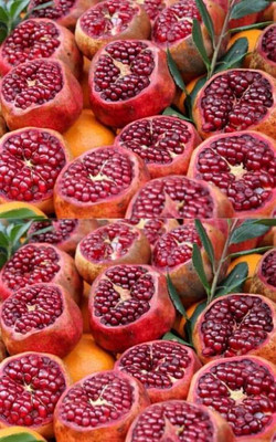 bedana Ber Apple Plant(Hybrid, Pack of 1)