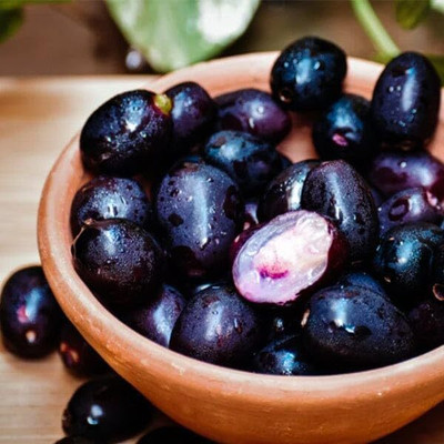 GreenVolcano Jamun Plant(Pack of 1)