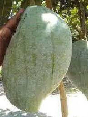 Aquinnah Mango Plant(Hybrid, Pack of 1)