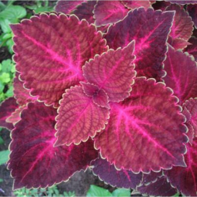 Cloud Farm Coleus Plant(Hybrid, Pack of 1)