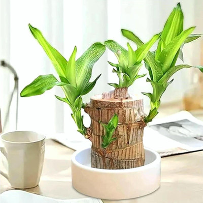 Cloud Farm Mini Brazalian wood(Hybrid, Pack of 1)