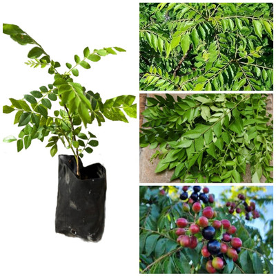 Cloud Farm Curry Leaf Plant(Hybrid, Pack of 1)