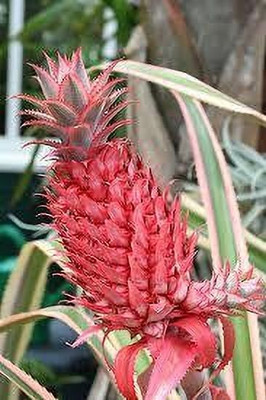 NurseryFriends Pine Apple Plant(Hybrid, Pack of 1)