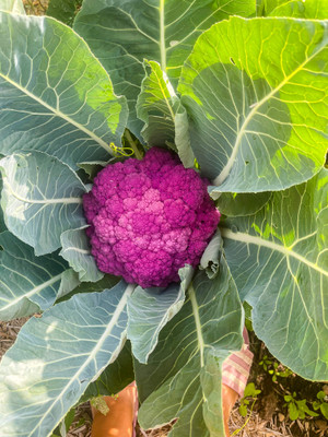 Flipkart SmartBuy Cauliflower Purple Seed(25 per packet)