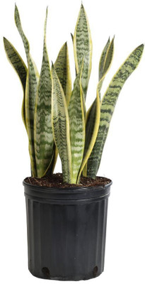 Cloud Farm Snake Plant(Hybrid, Pack of 1)