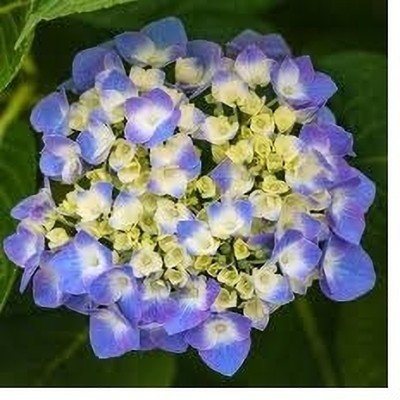 ZOOMGREEN Hydrangea Plant(Hybrid, Pack of 1)