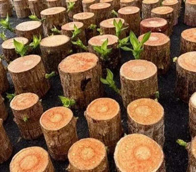 KNursery Lucky Bamboo Straight Stick, Wood Apple Plant(Hybrid, Pack of 1)