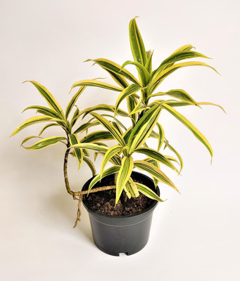 My Dream Nursery Song Of India Plant(Hybrid, Pack of 1)