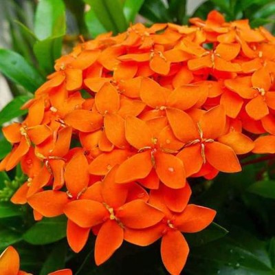 GREEN ISLAND Ixora Mini Red Flowering Plant(Hybrid, Pack of 1)