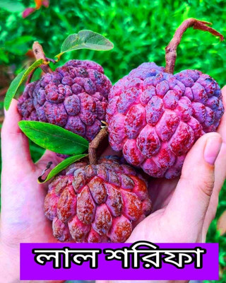 Nurseryfriend Cashew Apple Plant(Hybrid, Pack of 1)