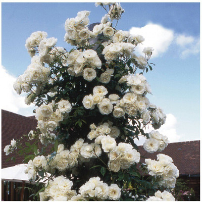 MAITRA AND SONS Rose Plant(Hybrid, Pack of 1)