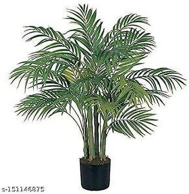 Sarika Areca Palm(Hybrid, Pack of 1)