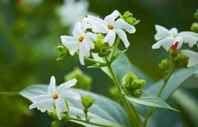 Axotic Plant Hub Shiuli Parijat/Harsingar Plant(Hybrid, Pack of 1)