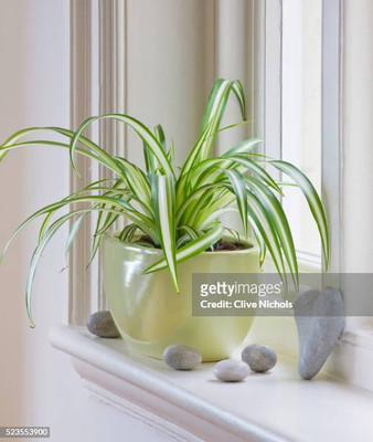 GreenyOn Spider Plant(Hybrid, Pack of 1)