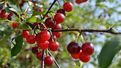 Ukanda Cherry Fruit Plant(Hybrid, Pack of 1)