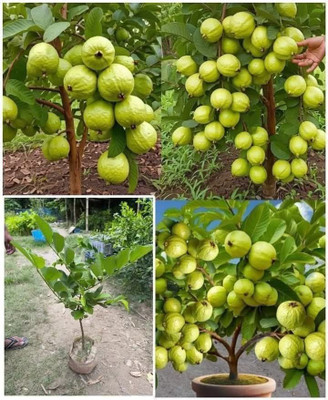 AloGardening Guava Plant(Hybrid, Pack of 1)
