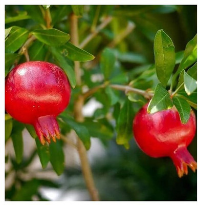 Treeicks Pomegranate Plant(Hybrid, Pack of 1)