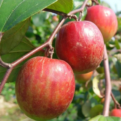 Cloud Farm Ber Apple Plant(Hybrid, Pack of 1)