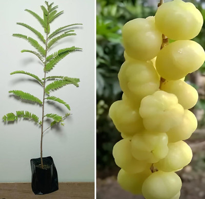 Green view Amla Plant(Hybrid, Pack of 1)