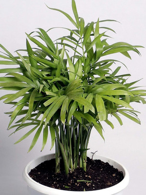 Sarika Areca Palm(Hybrid, Pack of 1)