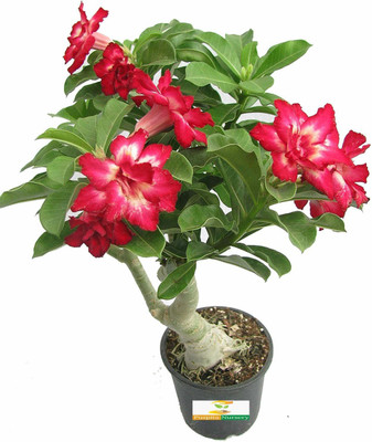 JAZEERA Adenium Plant(Hybrid, Pack of 1)