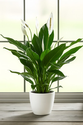 BloomShadow Peace Lily Plant(Hybrid, Pack of 1)