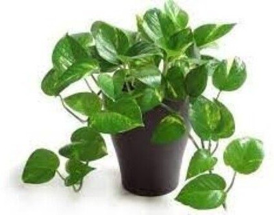 KUMUBON Money Plant(Hybrid, Pack of 1)