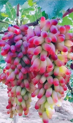 Cloud Farm Grapes Plant(Hybrid, Pack of 1)