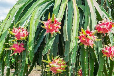 KS TRADERS Dragon Tree(Hybrid, Pack of 1)