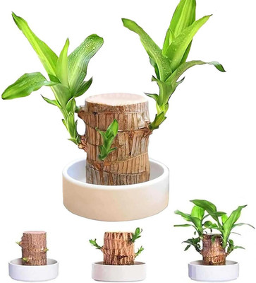 BIYOWOOD Dracaena Plant, Lucky Bamboo Straight Stick(Pack of 1)