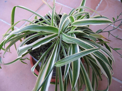 EliteGreen Spider Plant(Hybrid, Pack of 1)