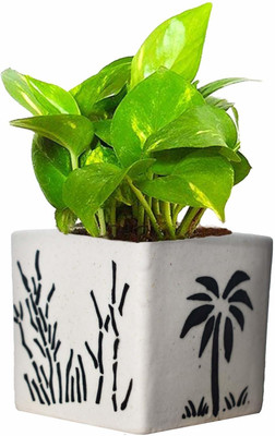 SBGARDEN Money Plant(Hybrid, Pack of 1)