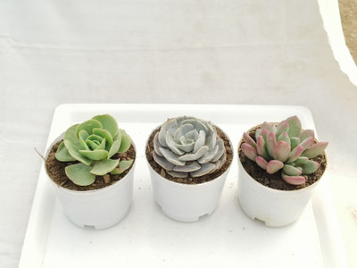 TOFOH Succulents Plant(Hybrid, Pack of 3)