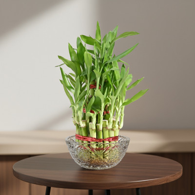 Groww Farming Lucky Bamboo Plant(Pack of 1)