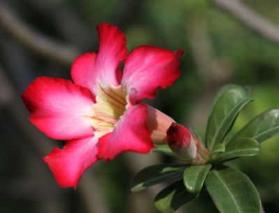 APOSOLUARD Adenium Plant(Hybrid, Pack of 1)