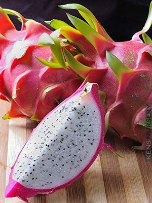 greenhousestore Dragon Tree(Hybrid, Pack of 1)