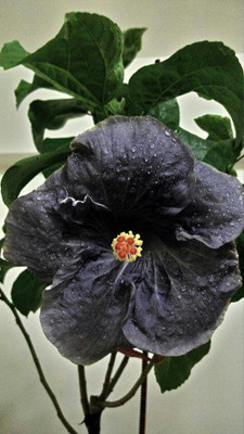 Ukanda Hibiscus Plant(Hybrid, Pack of 1)