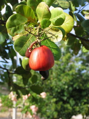 Platone Cashew Plant(Hybrid, Pack of 1)