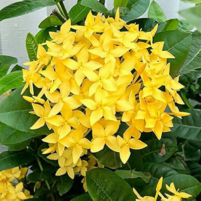 Ridhima Enterprise Trothic Ixora/Chethi Plant(Hybrid, Pack of 1)